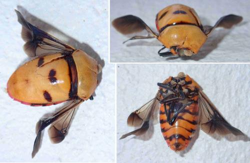 Eucorysses grandis